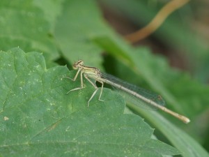 img00012
