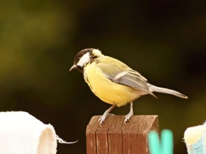 img00016