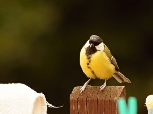 img00017