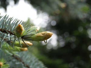 img00010