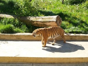 img00007