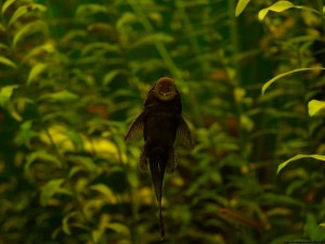 img00015