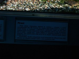img00028