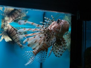 img00031