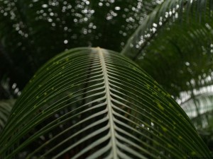 img00034