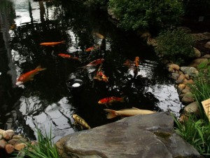 img00037