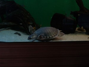 img00045