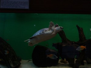 img00047
