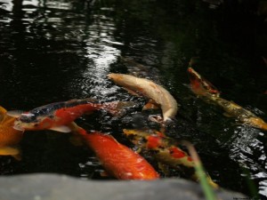 img00049