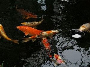 img00050