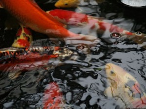 img00052