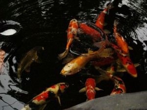 img00053
