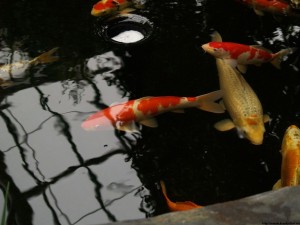 img00054