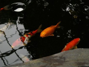 img00055