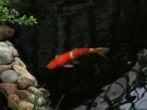 img00056