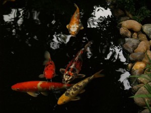 img00057