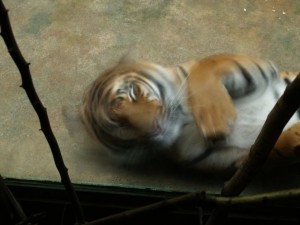img00004