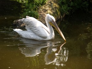 img00011
