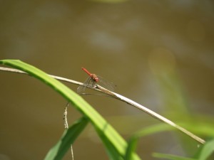 img00017