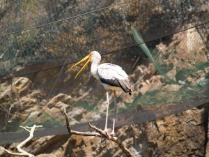 img00009