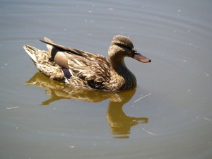 img00011