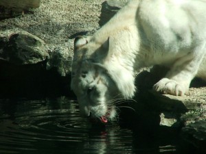 img00002