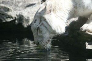 img00021
