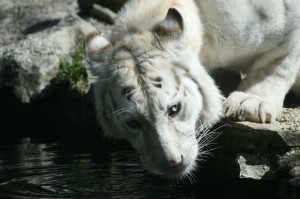 img00022