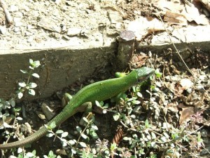 img00012